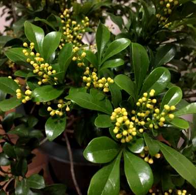 米兰花冬天怎么过冬？米兰花冬天要修剪吗？