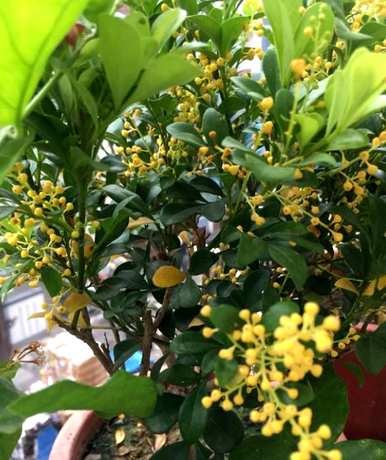 米兰花冬天怎么过冬？米兰花冬天要修剪吗？