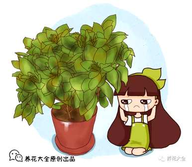 栀子花怎么补救，栀子花的叶子发黄枯萎