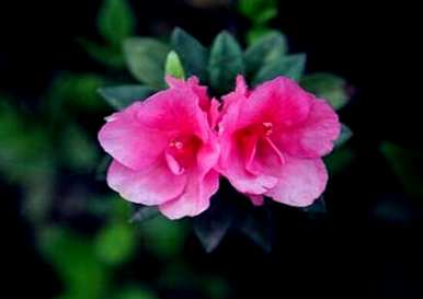 杜鹃花