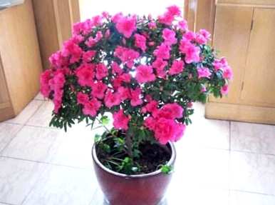 杜鹃花