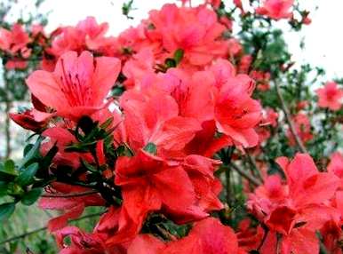 杜鹃花