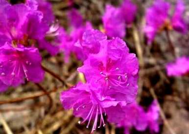 杜鹃花