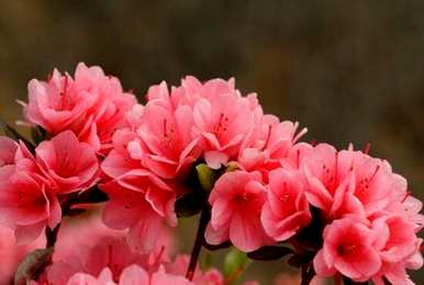 杜鹃花