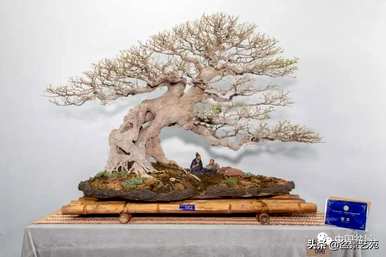 如何饲养朴树盆景，如何饲养朴树盆景的价格