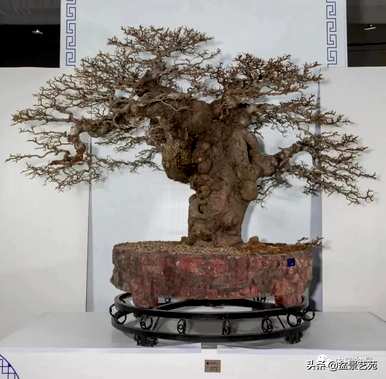 如何饲养朴树盆景，如何饲养朴树盆景的价格