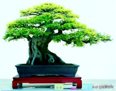如何饲养朴树盆景，如何饲养朴树盆景的价格