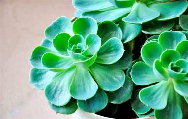 宝石花的养殖方法，芳香宝石花的养殖方法图