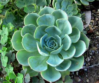 宝石花的养殖方法，芳香宝石花的养殖方法图