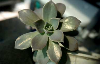 宝石花的养殖方法，芳香宝石花的养殖方法图