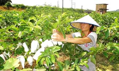 如何种植大番石榴？