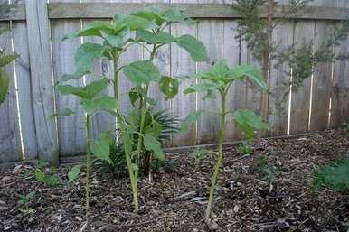 如何种植向日葵种子，小学生种植向日葵种子