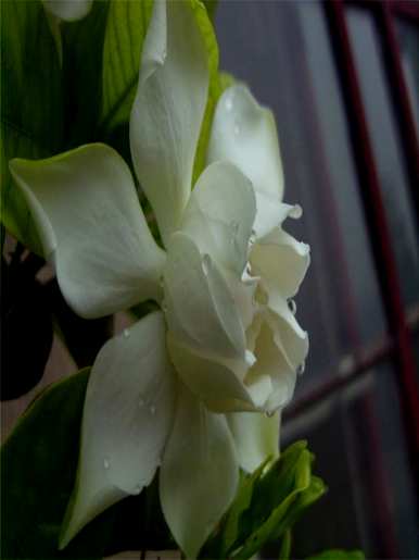 栀子花开花需要多长时间，栀子花开花需要多长时间
