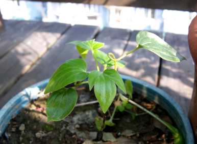 如何繁殖铁线莲花，如何种植铁线莲花