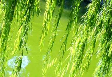 柳树什么时候开花，柳树什么时候开花？
