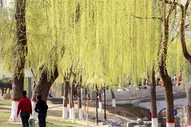 柳树什么时候开花，柳树什么时候开花？