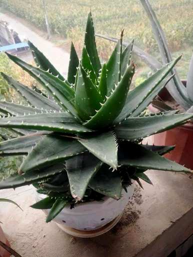 夏天如何浇水芦荟？夏天如何浇水芦荟？