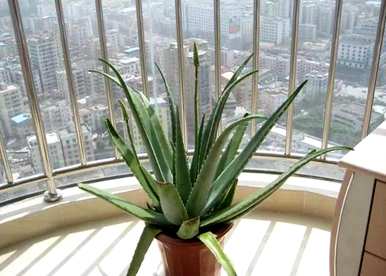 夏天如何浇水芦荟？夏天如何浇水芦荟？