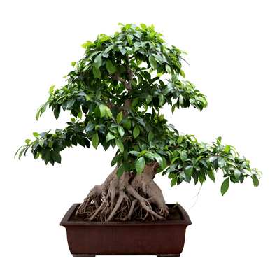 如何养榕树盆景？