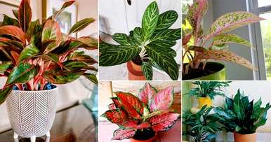 万年青的价格是多少？万年青3米高的价格是多少？