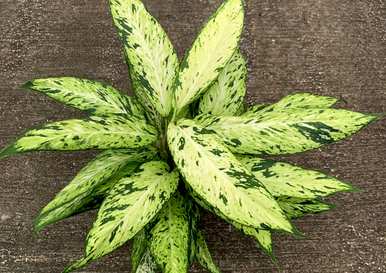 万年青的价格是多少？万年青3米高的价格是多少？