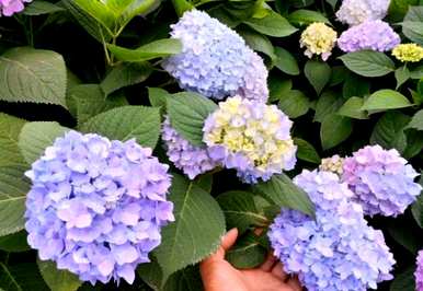 绣球花无休止的夏季修剪图，海蒂花园无休止的夏季修剪