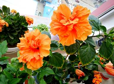 花期最长的花排名是什么？一年四季花期最长的花是什么？