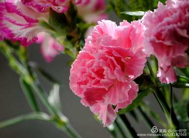 粉色康乃馨花语象征和寓意，康乃馨花语粉色给老师