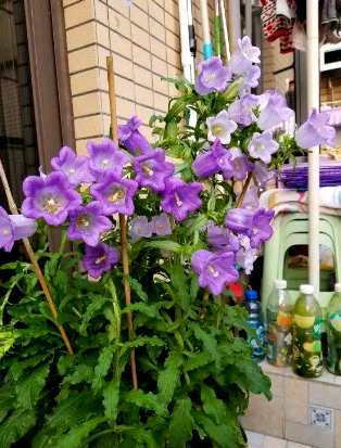 风铃花什么时候开花，风铃花开花什么味道？