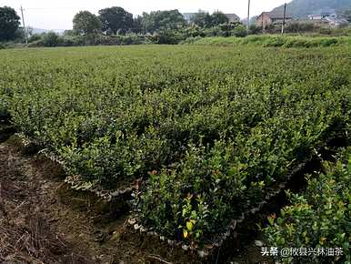 油茶树苗什么时候种得最好？当年种的油茶树苗能施肥吗？