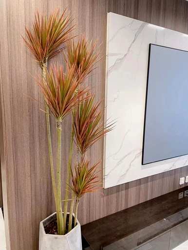 什么是适合家里养的绿色植物盆，适合家里养的绿色植物？