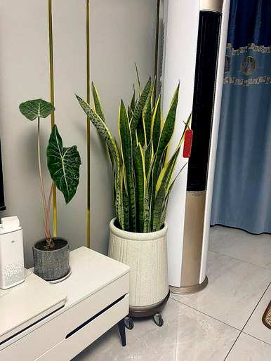 什么是适合家里养的绿色植物盆，适合家里养的绿色植物？