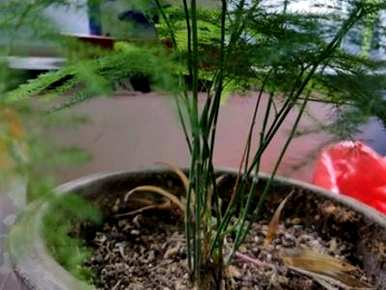 如何维护文竹盆景，如何将盆景文竹淋水