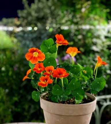 室内容易饲养的植物有哪些，大型植物室内容易饲养哪些？