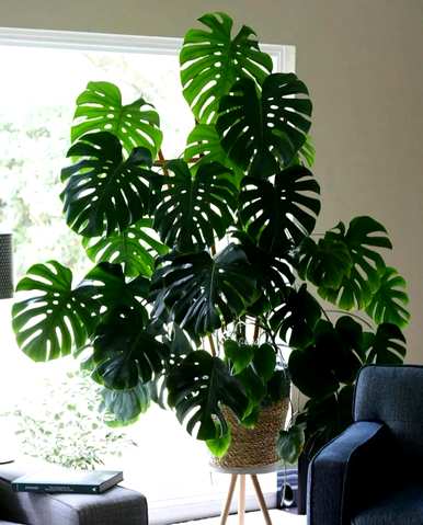 室内容易饲养的植物有哪些，大型植物室内容易饲养哪些？