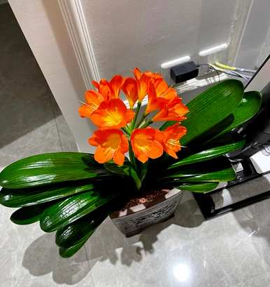 室内容易饲养的植物有哪些，大型植物室内容易饲养哪些？