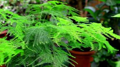 室内容易饲养的植物有哪些，大型植物室内容易饲养哪些？