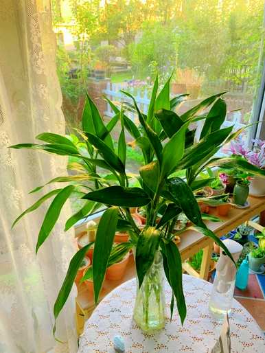 室内容易饲养的植物有哪些，大型植物室内容易饲养哪些？