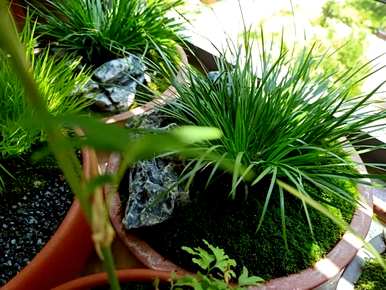 室内容易饲养的植物有哪些，大型植物室内容易饲养哪些？