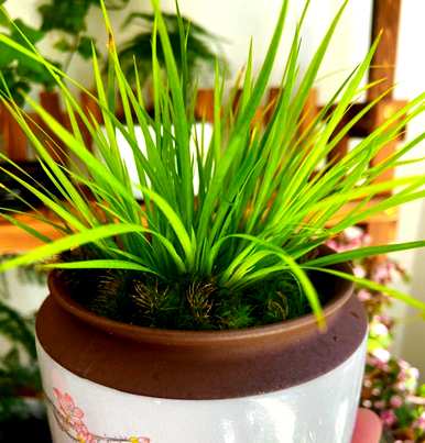 室内容易饲养的植物有哪些，大型植物室内容易饲养哪些？