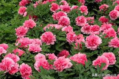 牡丹可以在南方种植吗？牡丹苗最好在几个月内种植。