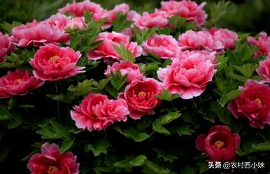 牡丹可以在南方种植吗？牡丹苗最好在几个月内种植。