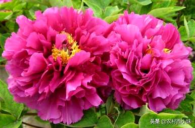 牡丹可以在南方种植吗？牡丹苗最好在几个月内种植。