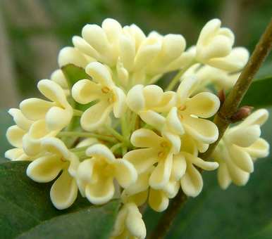 桂花树用什么盆，桂花树怎么种？