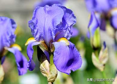 如何培育巴西鸢尾兰的养殖方法和注意事项，以及如何培育鸢尾兰