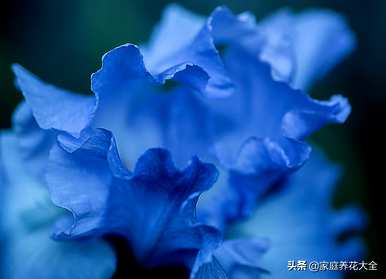 如何培育巴西鸢尾兰的养殖方法和注意事项，以及如何培育鸢尾兰