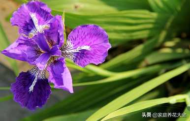 如何培育巴西鸢尾兰的养殖方法和注意事项，以及如何培育鸢尾兰