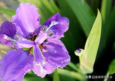 如何培育巴西鸢尾兰的养殖方法和注意事项，以及如何培育鸢尾兰