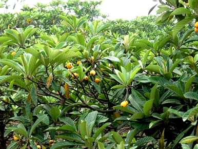 枇杷树种植价格，枇杷树如何种植