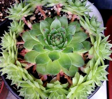 观音莲幼崽移植后几天可以晒太阳。观音莲幼崽如何移植？